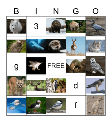 Canadian Animals Bingo Card