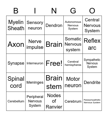 Nervous system 2 Bingo Card