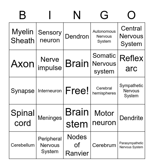 Nervous system 2 Bingo Card