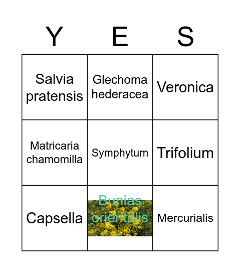 Plant YES Bingo Card