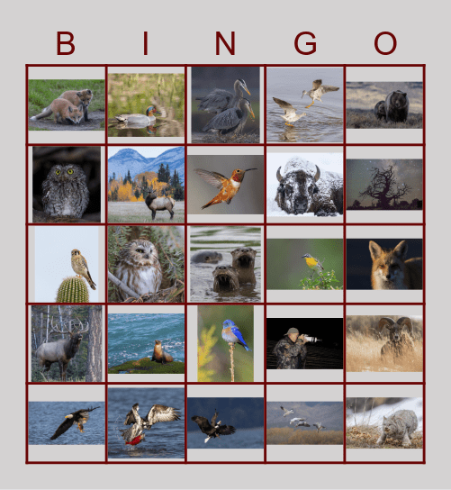 GPa's #80 Bingo Card