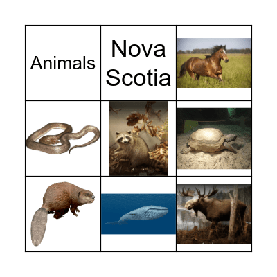 Nova Scotia Animals Bingo Card