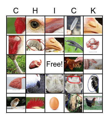 Poultry Bingo Card