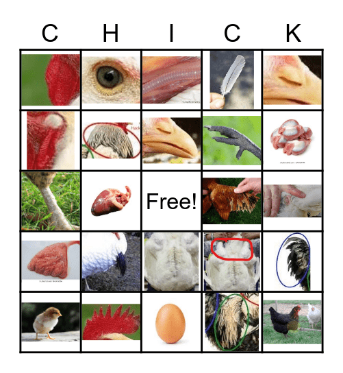 Poultry Bingo Card