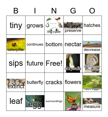 G3 U6 W5 BUTTERFLIES BIG AND SMALL Bingo Card