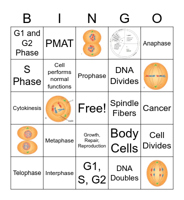 Cell Cycle Bingo Card