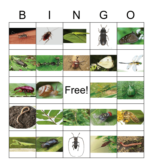 昆蟲複習 Bingo Card