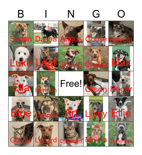 Shelter Animals Bingo Card