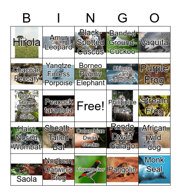 Rare animals Bingo Card