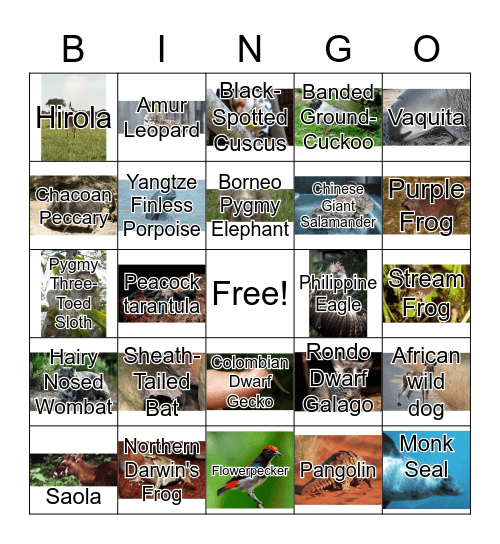 Rare animals Bingo Card