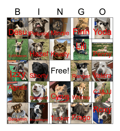Adopted Animals Bingo Card