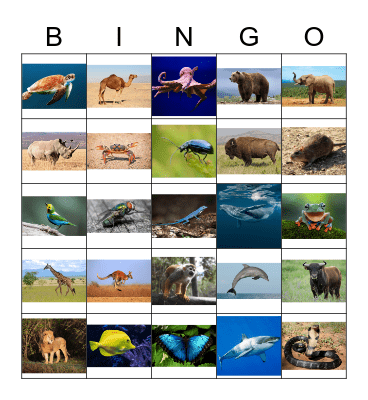 Animals Bingo Card