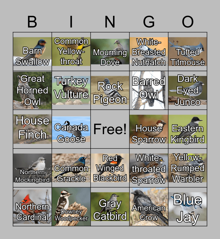 Birds of Massachusetts Bingo Card