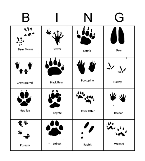 Animal Tracks Bingo Card