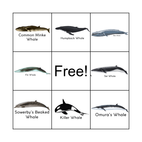 WHALES Bingo Card