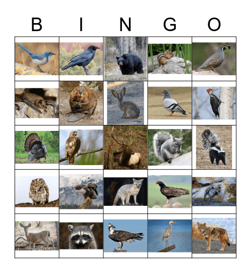 All About Animals Bingo Card