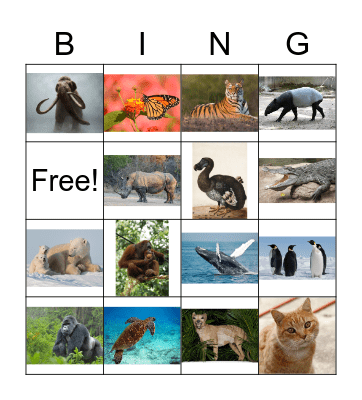 Find the Endangered Animal Bingo Card