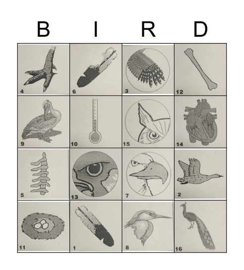Bird Bingo Card