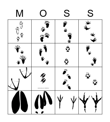 Ponderosa Animal Tracks Bingo Card
