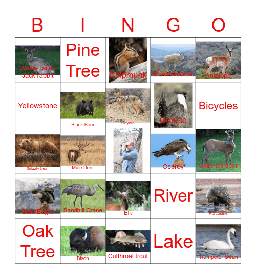 Yellowstone Bingo Card