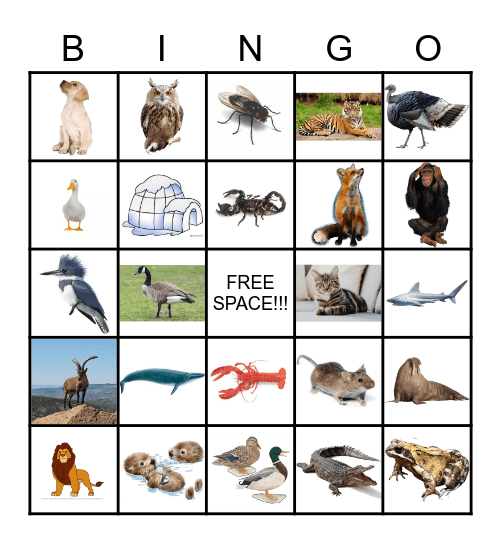 Animals Bingo Card