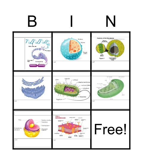 Cell Bingo Card