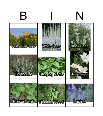 California Plants Bingo Card