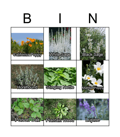 California Plants Bingo Card