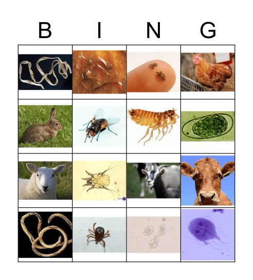 Parasite Bingo Card