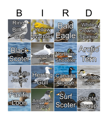 Bird Bingo Card
