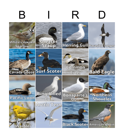 Bird Bingo Card