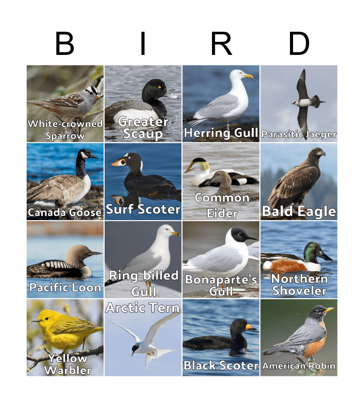 Bird Bingo Card