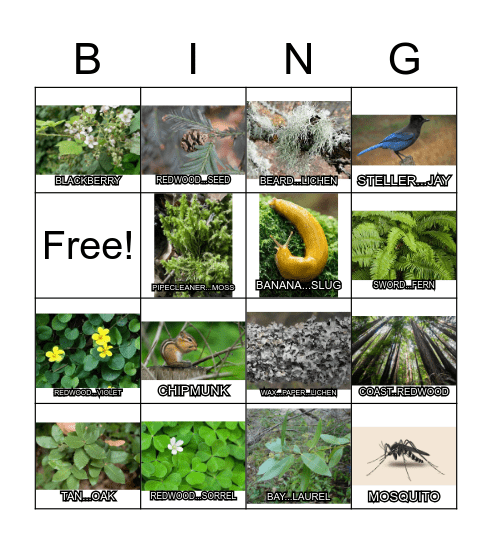 Camp Mendocino Native Plants Bingo Card