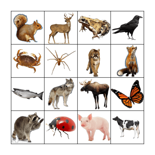 Animals Bingo Card
