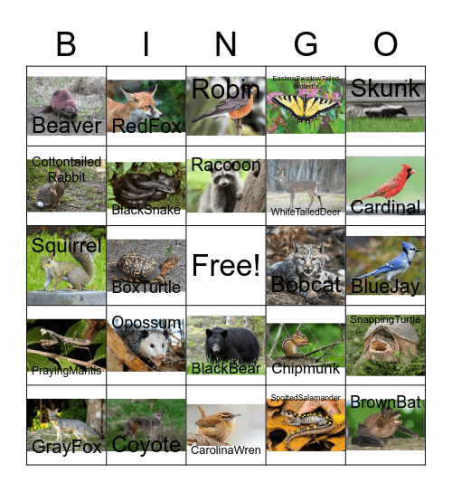 South Carolina Wildlife Bingo Card