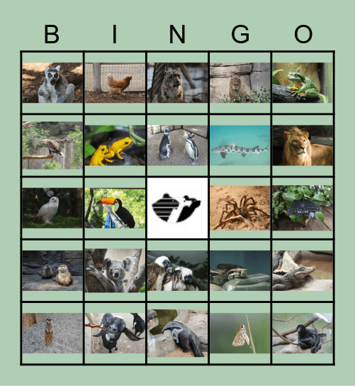 John Ball Zoo Bingo Card