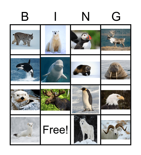 Polar Animals Bingo Card