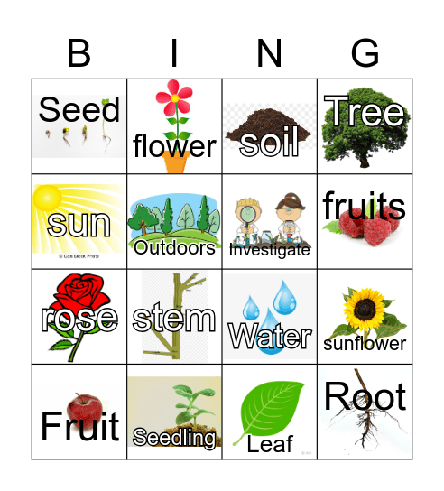 Plant Bingo: Plant Parts Bingo Card