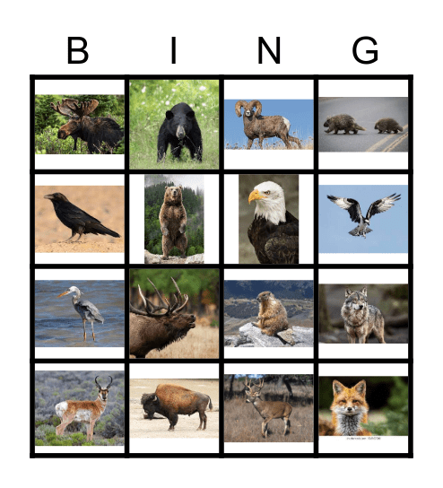 Yellowstone Bingo! Bingo Card