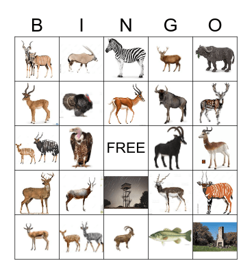 Ranch Bingo Card