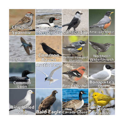 Bird Bingo Card