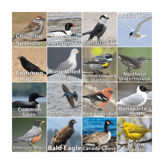 Bird Bingo - Birds of Northern Manitoba Bingo Card