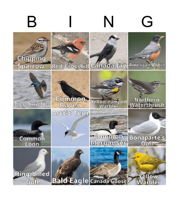 Bird Bingo                    Birds of Northern Manitoba Bingo Card