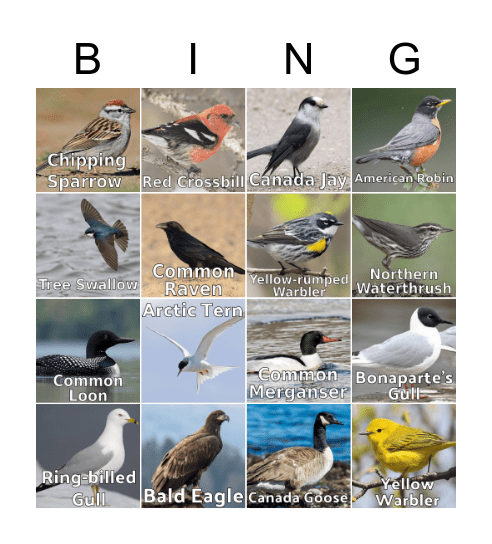 Bird Bingo                    Birds of Northern Manitoba Bingo Card