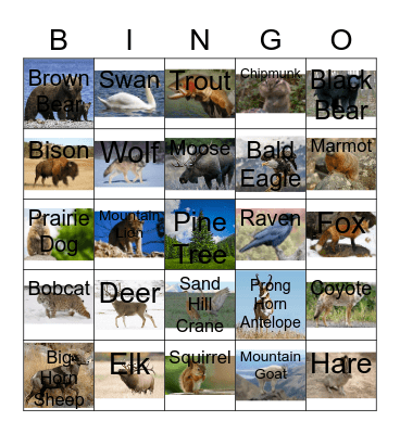 Yellowstone Animal Bingo Card