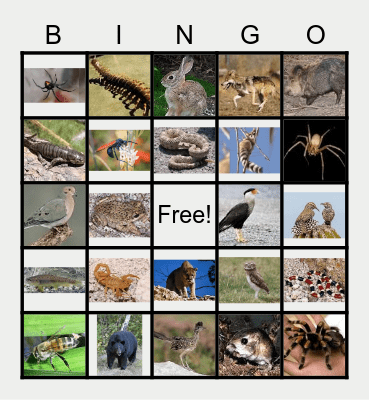 Animals of Arizona Bingo Card