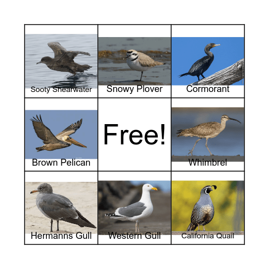 Santa Cruz Bird BINGO Card