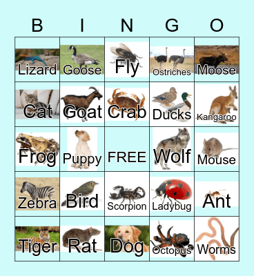 Animals Bingo Card