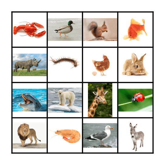 Dieren Bingo Card