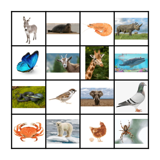 DIEREN Bingo Card